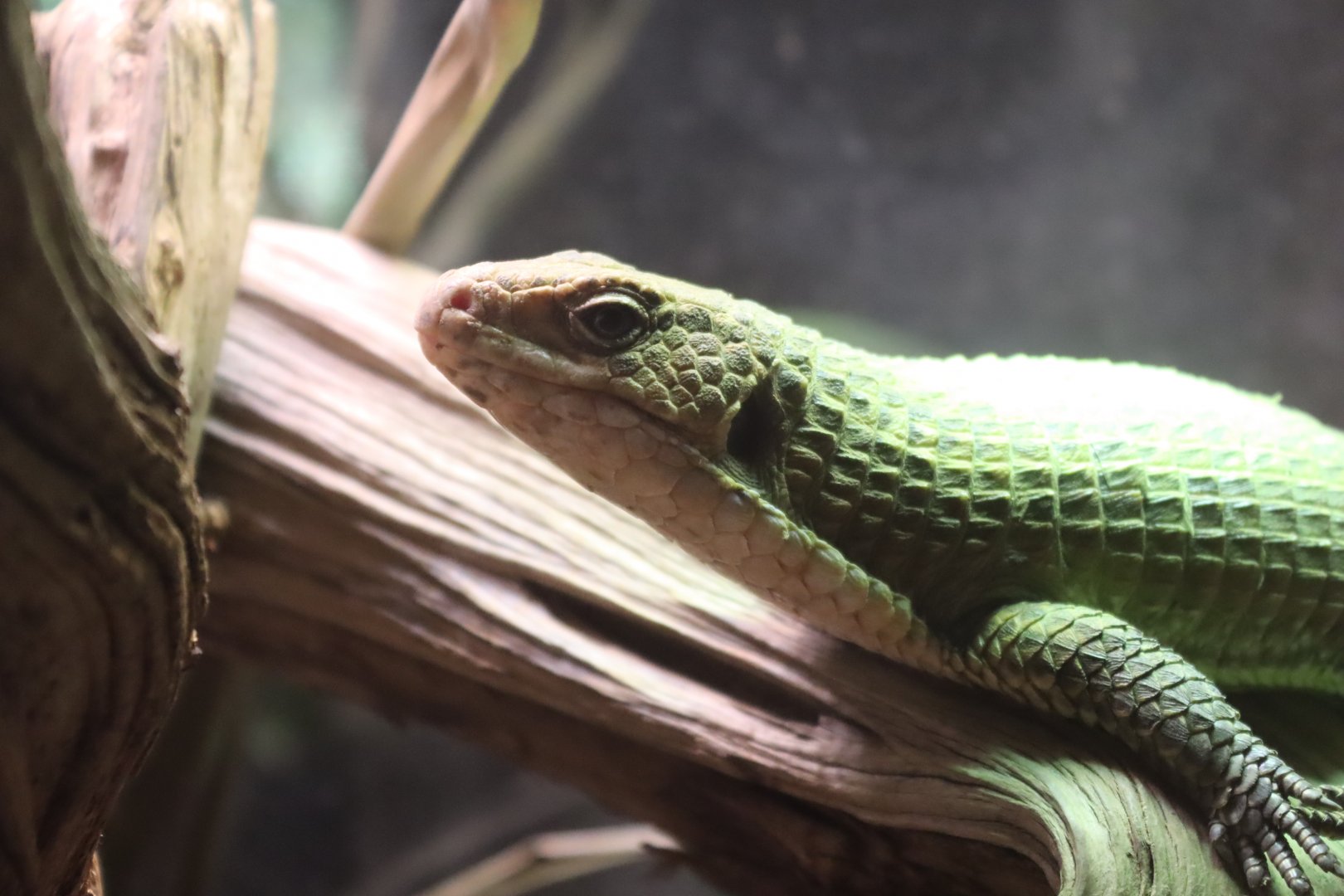 Sudan Plated Lizard - 6th July 2024