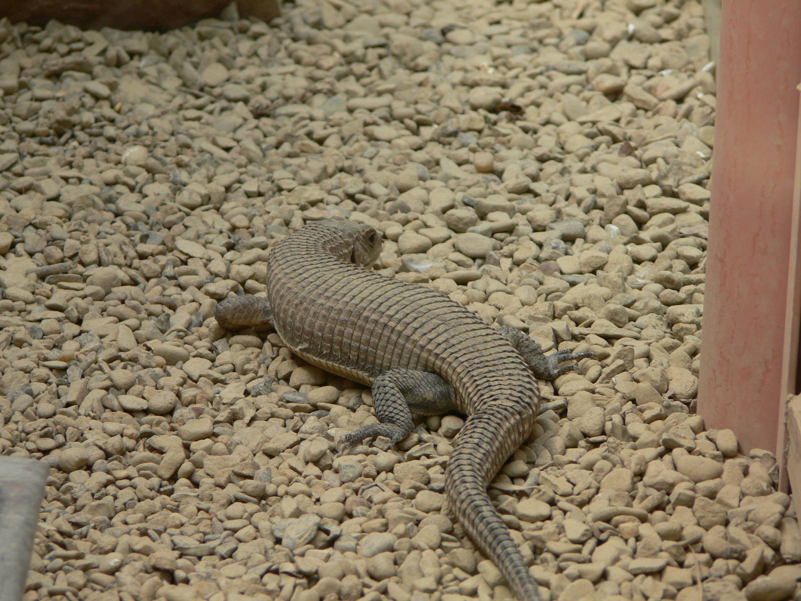Sudan Plated Lizard at Tropical World, 30/06/13