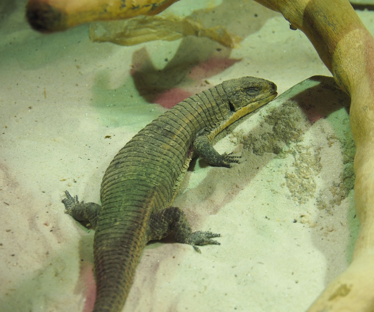 Sudan plated lizard (Broadleysaurus major), 2020-05-24