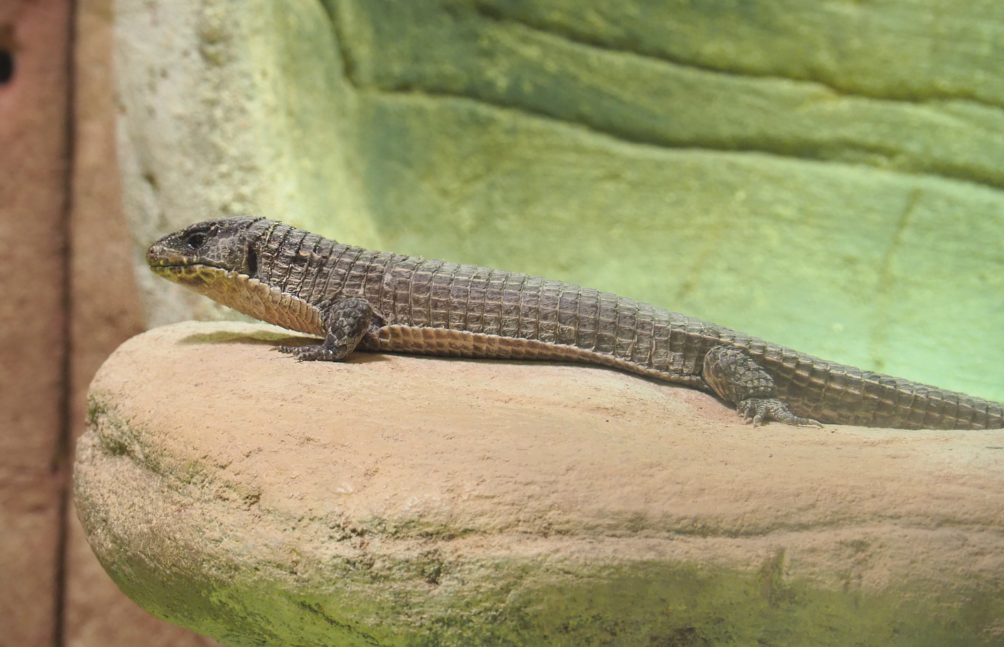 Sudan plated lizard (Broadleysaurus major), 2022-03-16