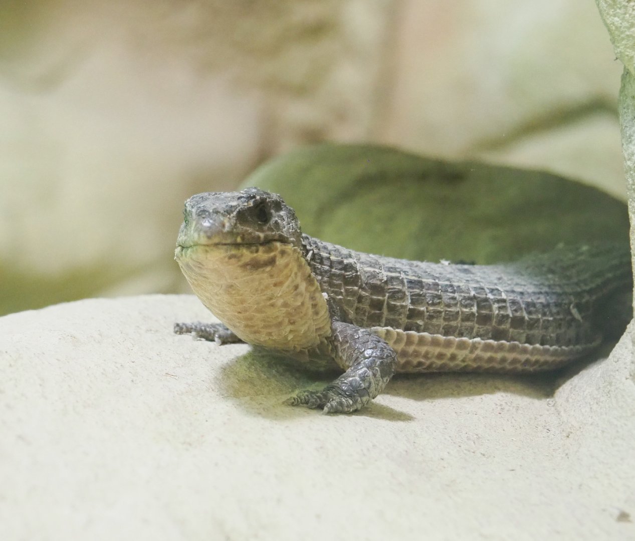 Sudan plated lizard (Broadleysaurus major), 2022-05-26