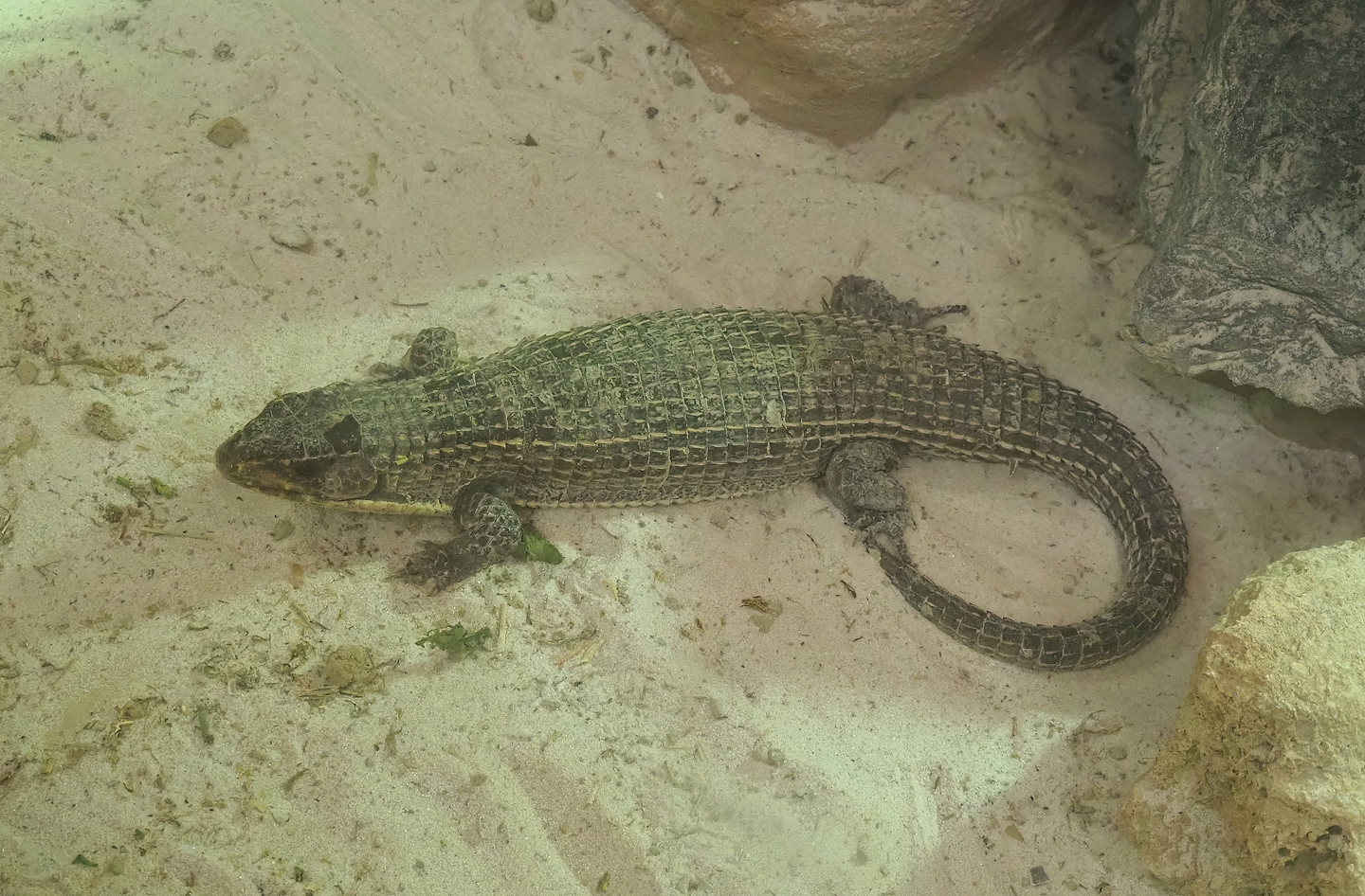 Sudan plated lizard (Broadleysaurus major), 2022-09-04