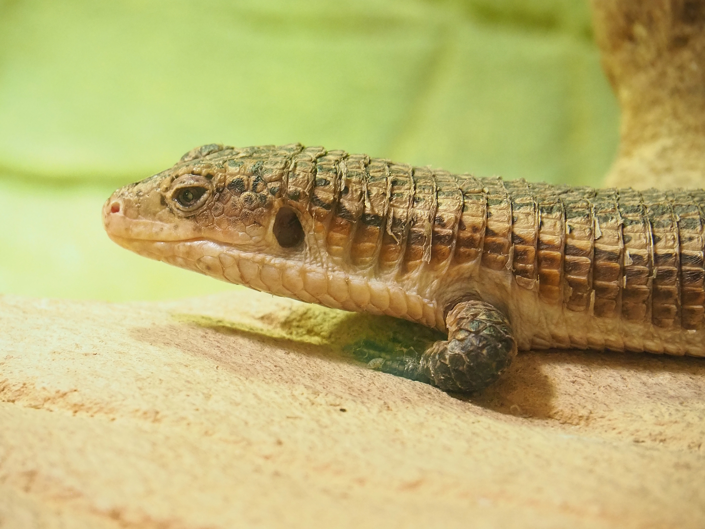 Sudan plated lizard (Broadleysaurus major), 2023-07-02