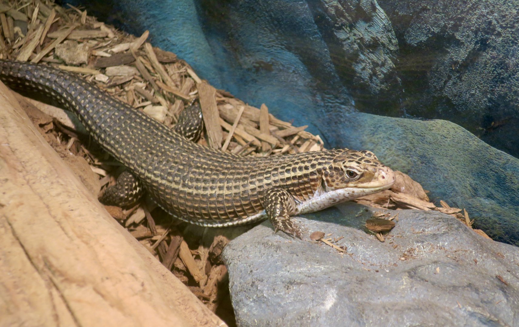 Sudan Plated Lizard (Broadleysaurus major)