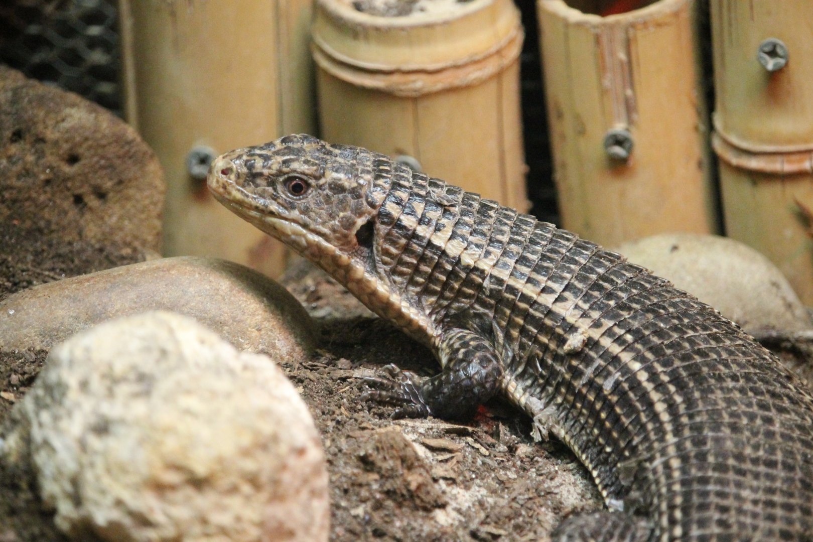 Sudan Plated Lizard (Broadleysaurus major)