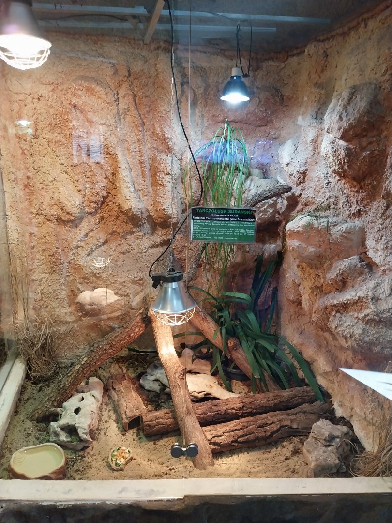 Sudan Plated Lizard (Broadleysaurus major)