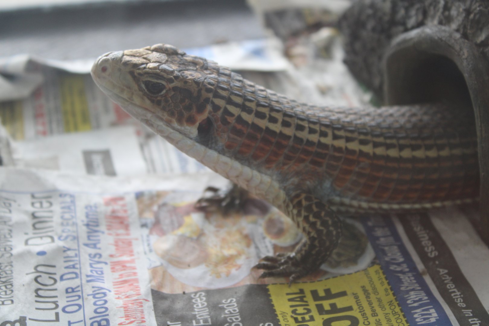 Sudan Plated Lizard (Broadleysaurus major)