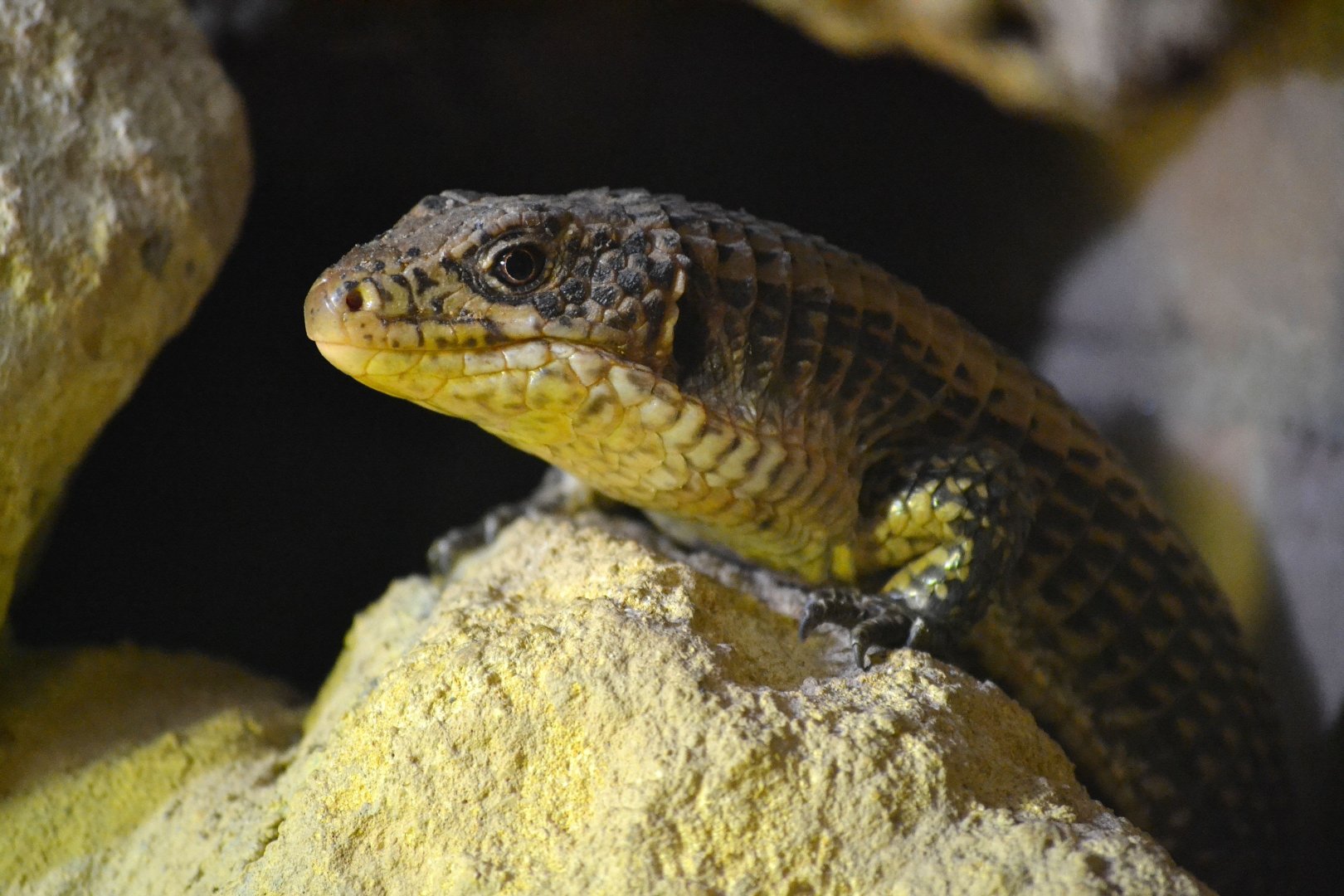 Sudan Plated Lizard - December 2015