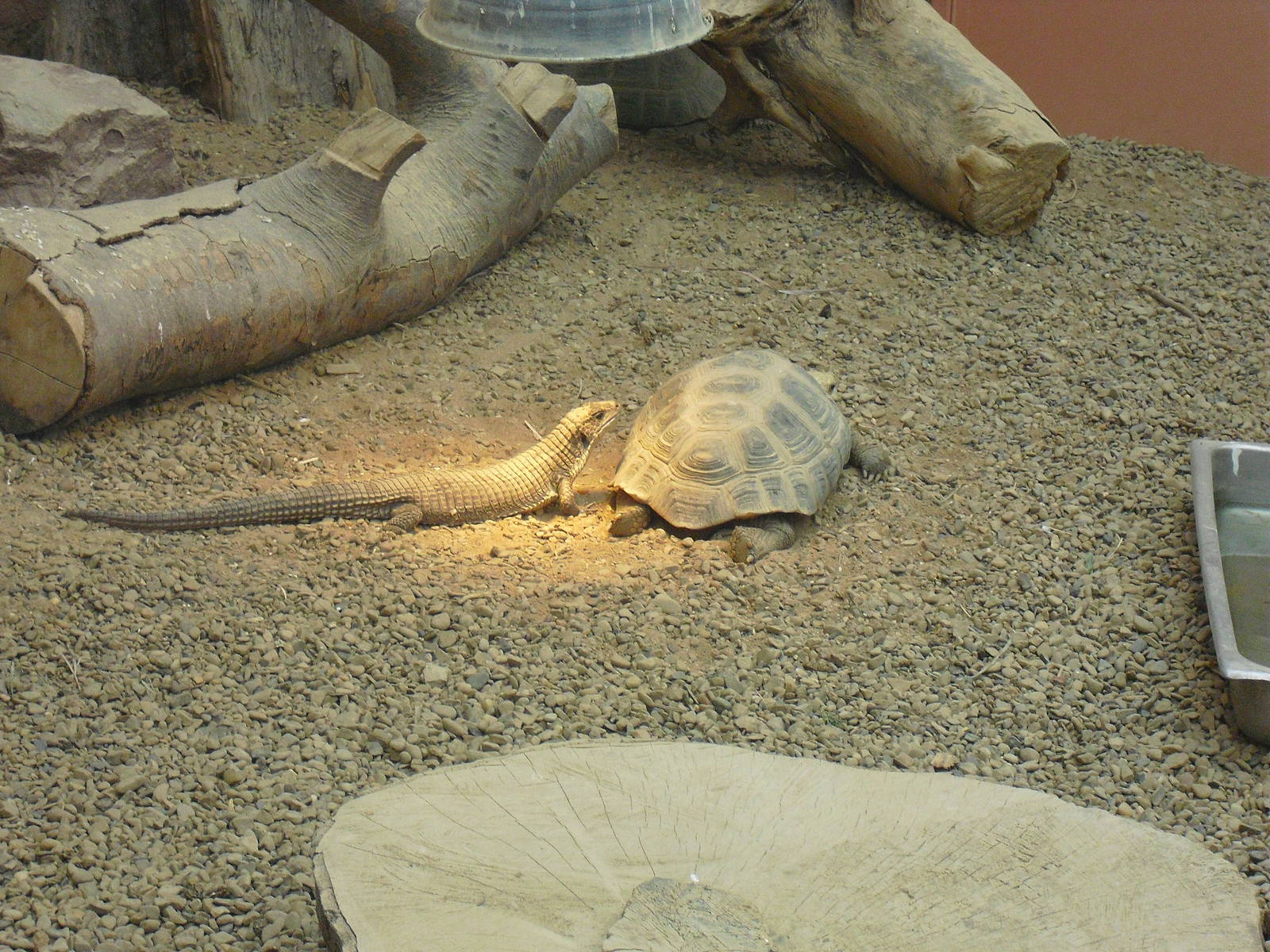 Sudan Plated Lizard/Elongated Tortoise - 27/10/2011