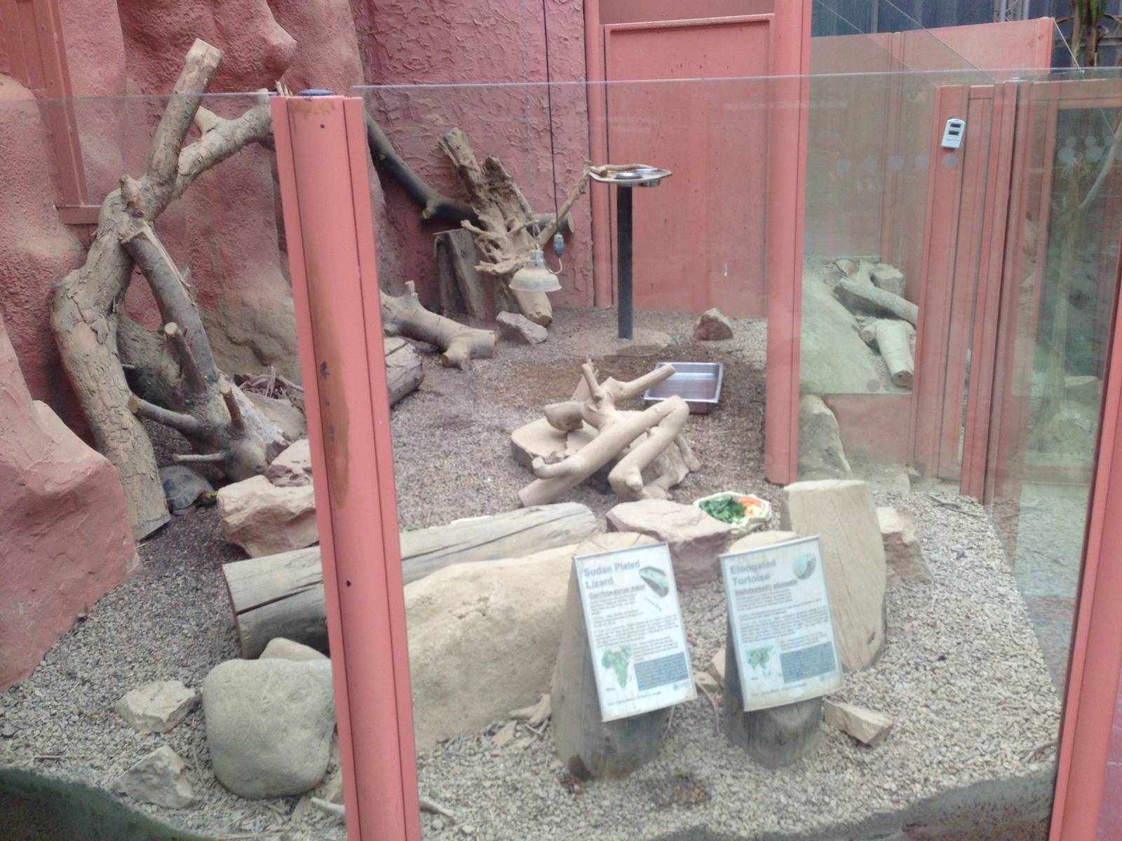 Sudan Plated Lizard / Elongated Tortoise Exhibit at Tropical World - 02/10/