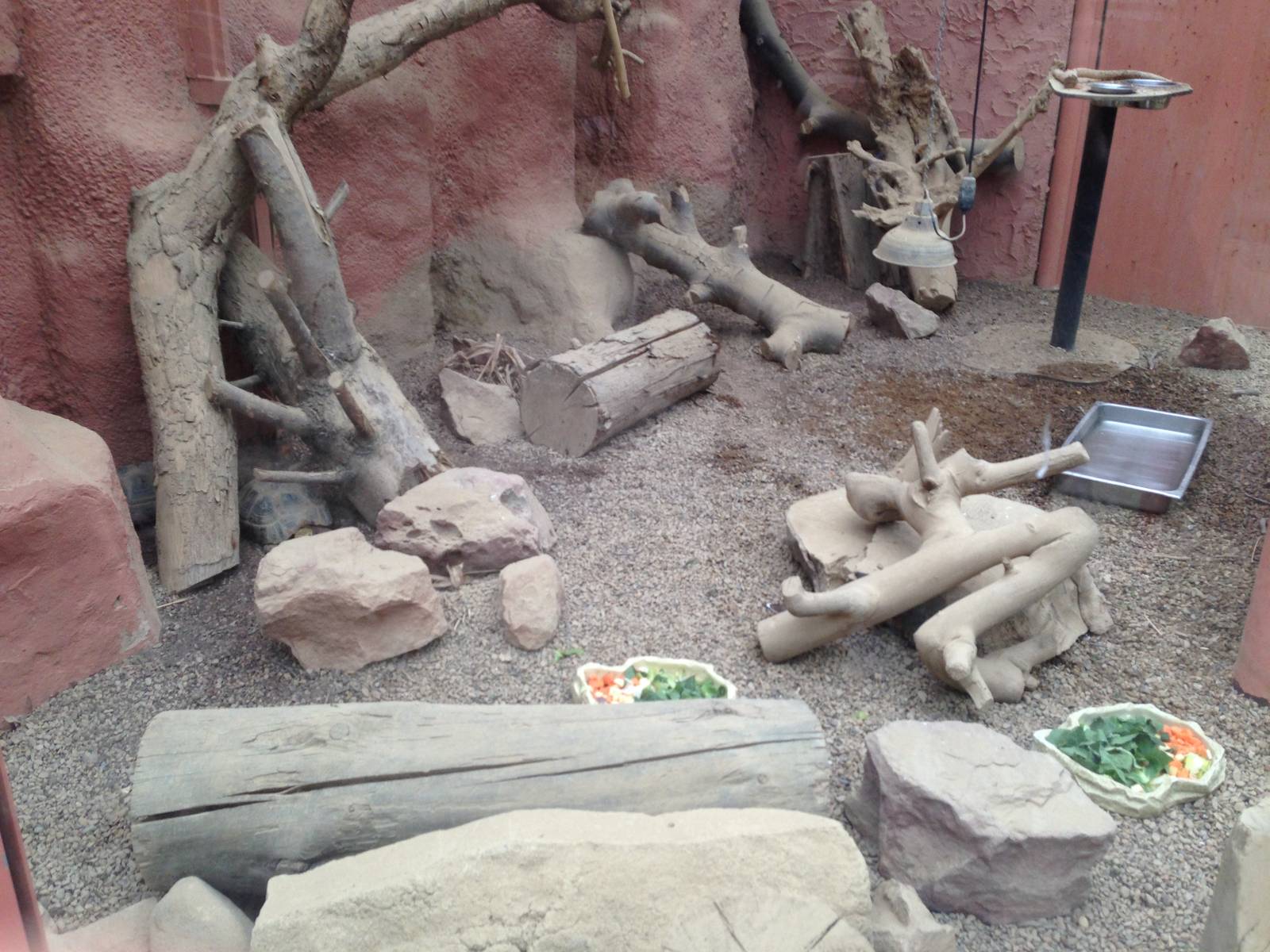 Sudan Plated Lizard / Elongated Tortoise Exhibit at Tropical World - 02/10/