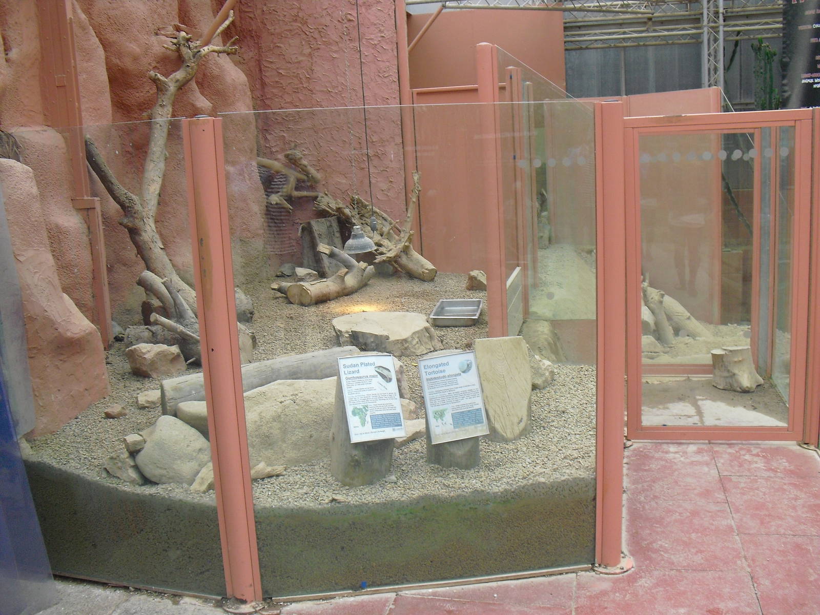 Sudan Plated Lizard/Elongated Tortoise Mixed Exhibit - 12/10/2011