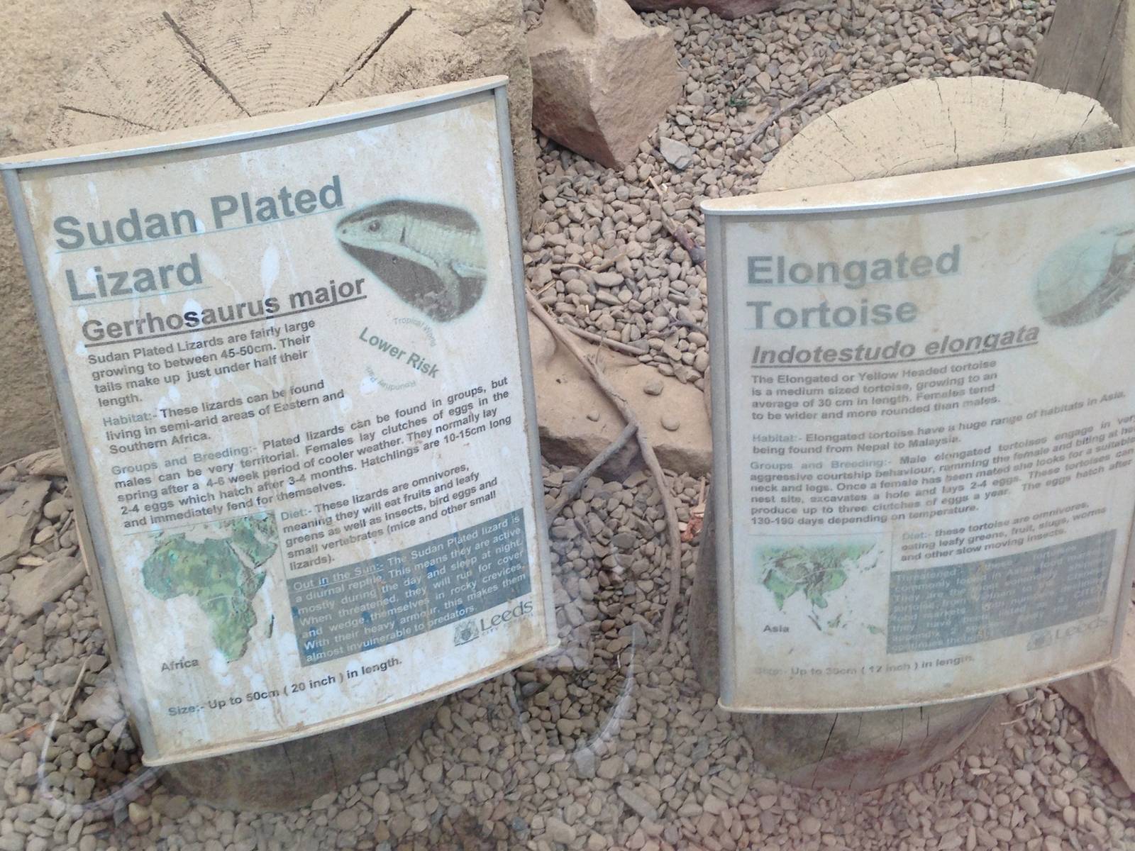 Sudan Plated Lizard / Elongated Tortoise Signage at Tropical World - 02/10/