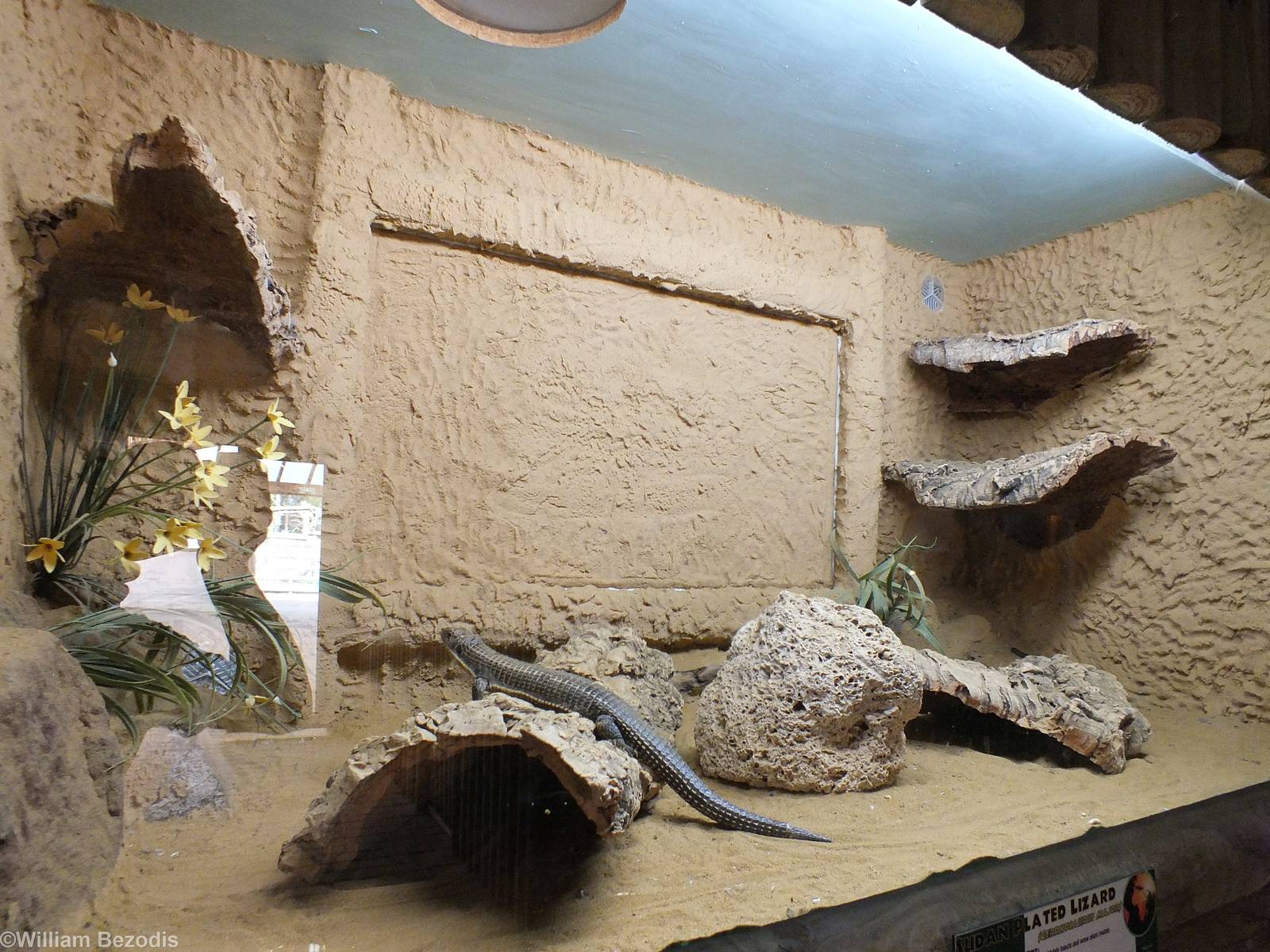 Sudan Plated Lizard Enclosure