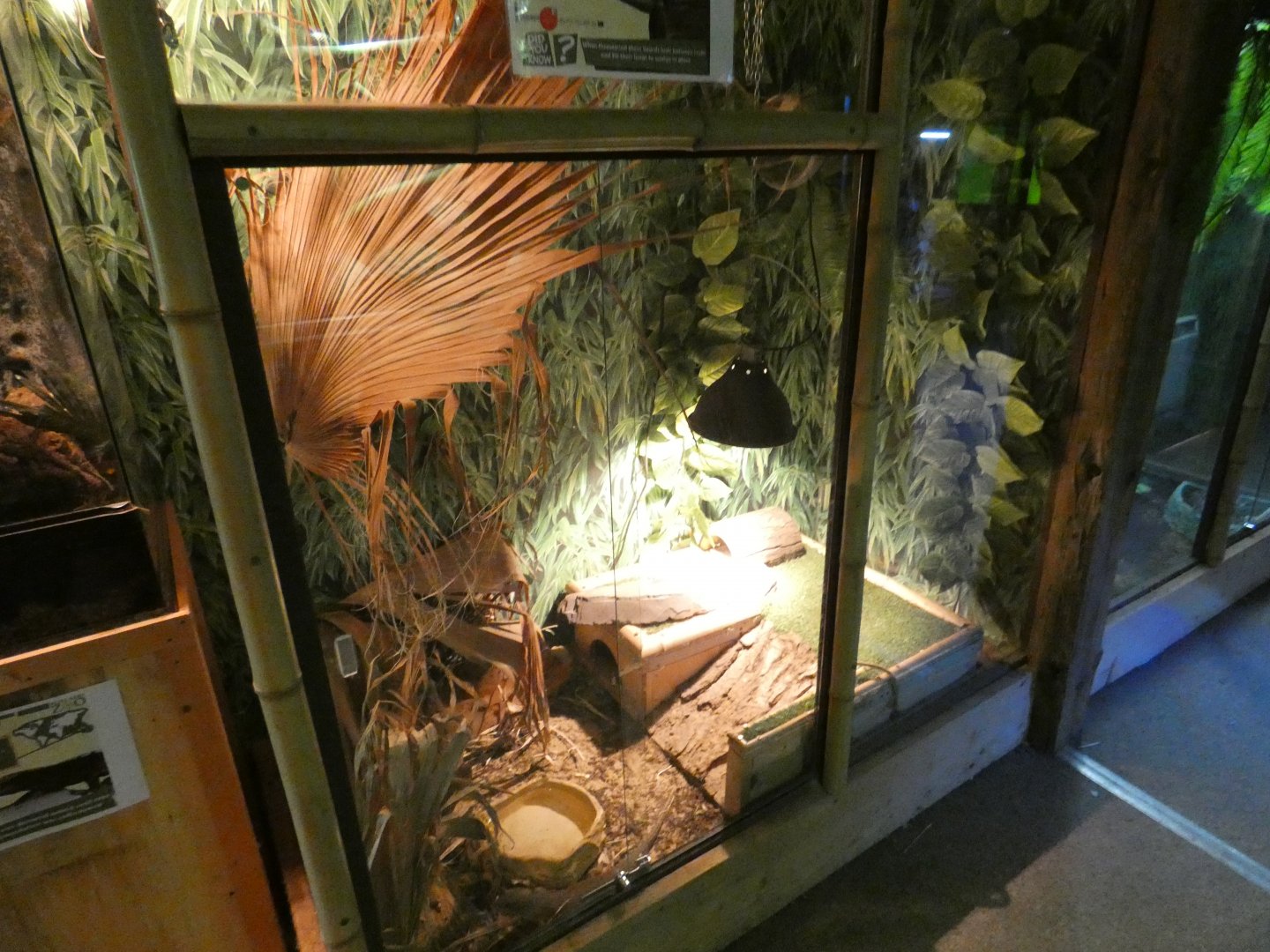 Sudan plated lizard enclosure