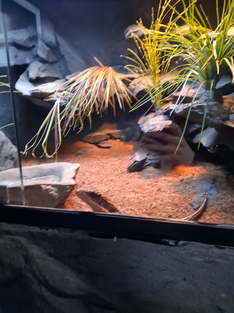 Sudan Plated Lizard Exhibit (4/19/25)