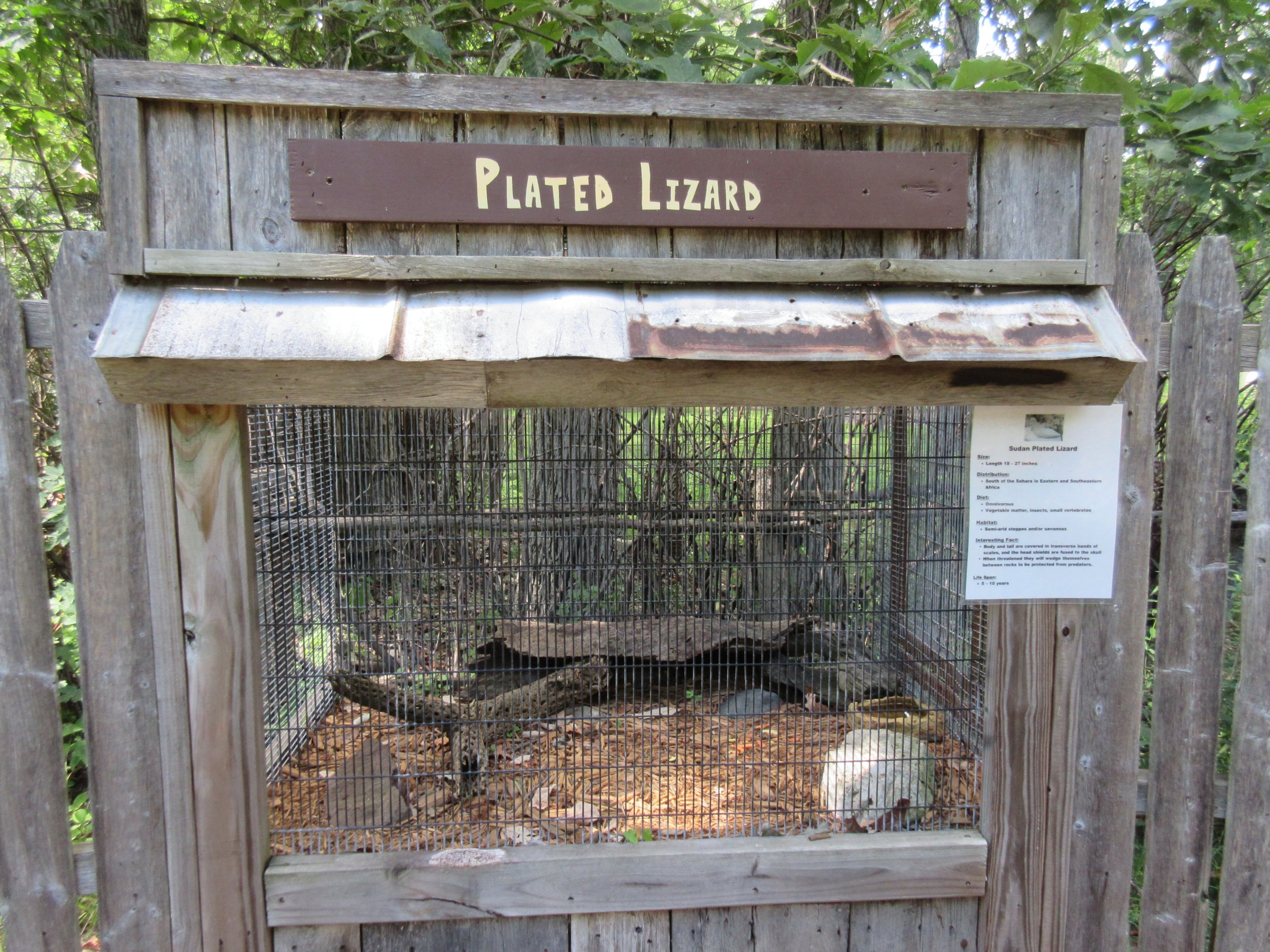 Sudan Plated Lizard Exhibit
