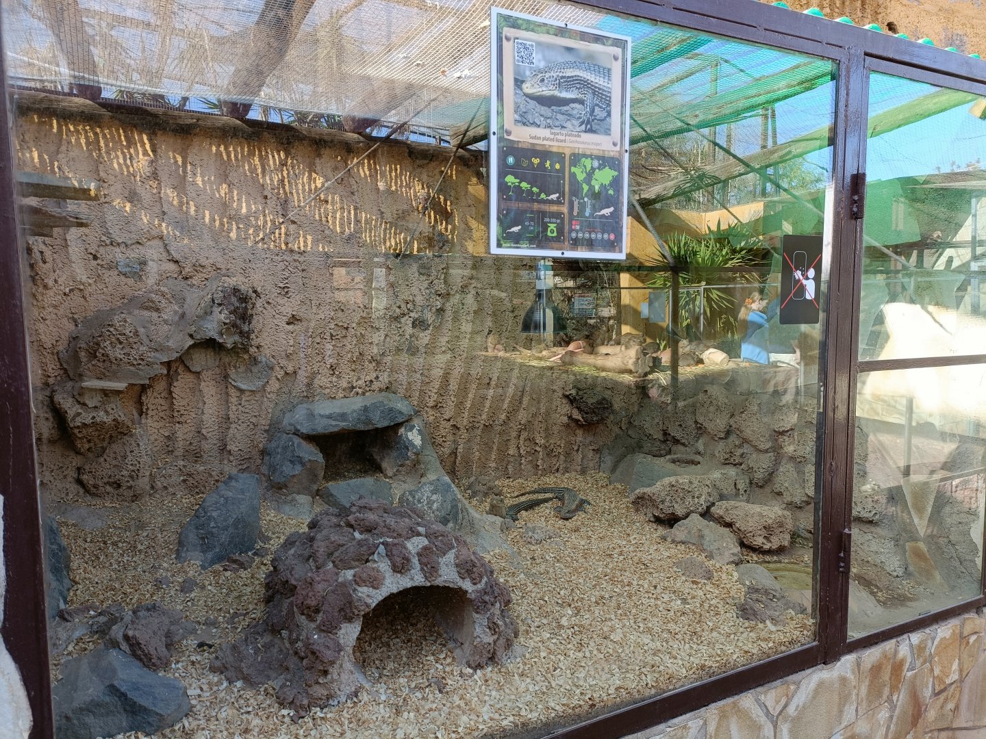 Sudan plated lizard exhibit