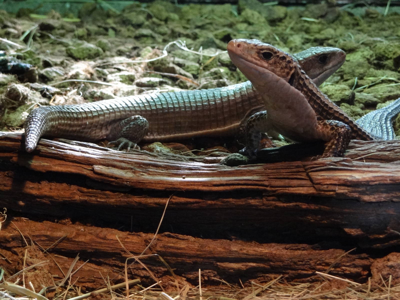 Sudan plated lizard (Gerrhosaurus m. major)
