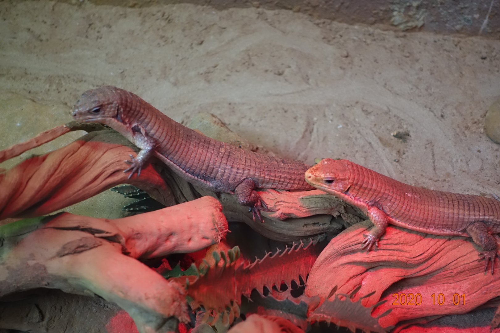 Sudan Plated Lizard (Gerrhosaurus major)