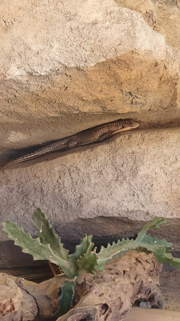 Sudan Plated Lizard (Gerrhosaurus major)