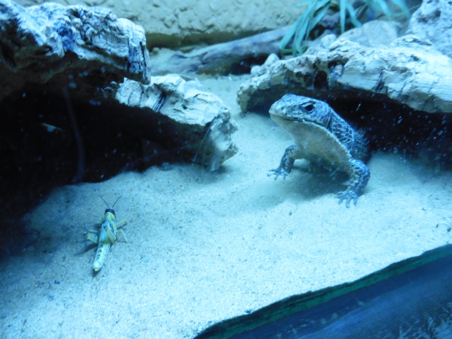Sudan Plated Lizard (gerrosaurus majori)