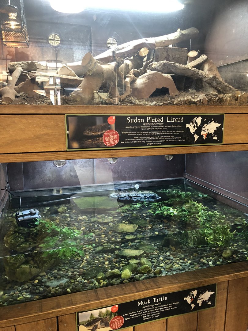 Sudan Plated Lizard & Musk Turtle Enclosures at Cannon Hall Farm (May 2022)