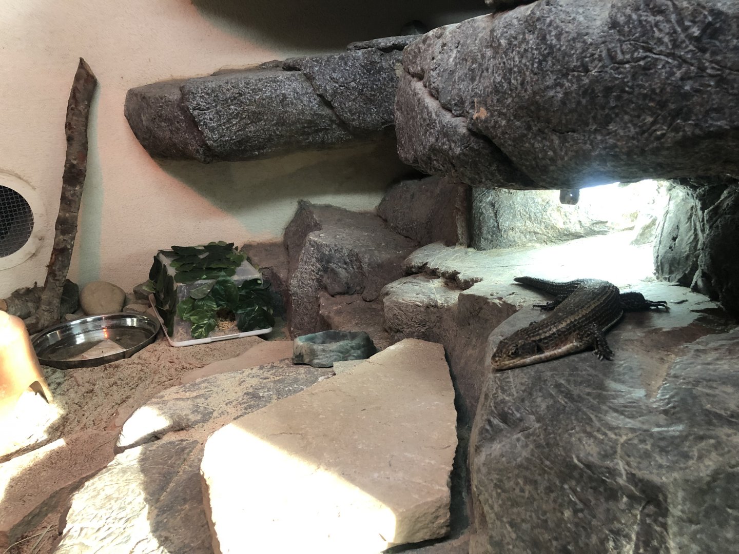 Sudan plated lizard/ Pancake tortoise exhibit