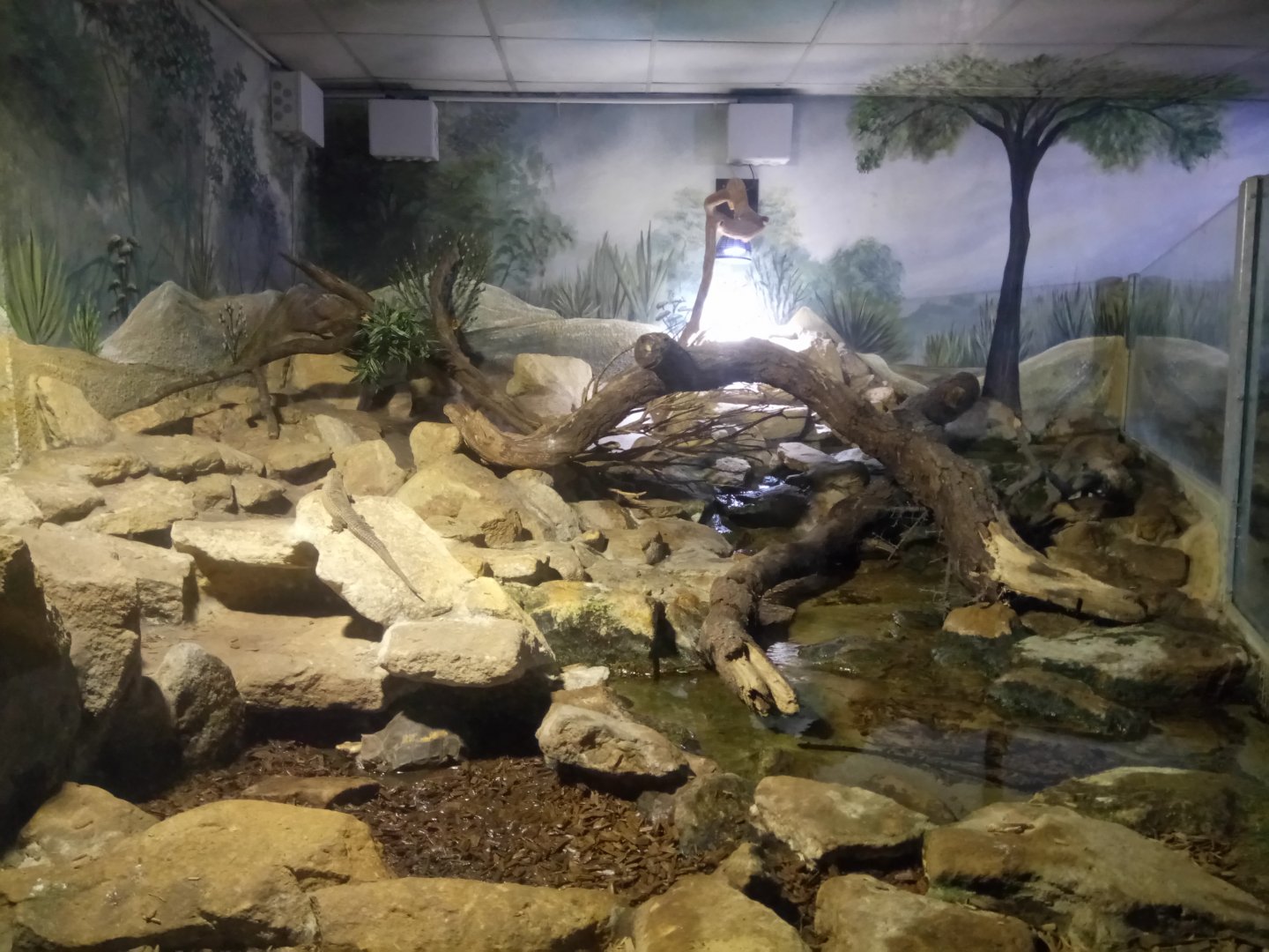 Sudan plated lizard Terrarium