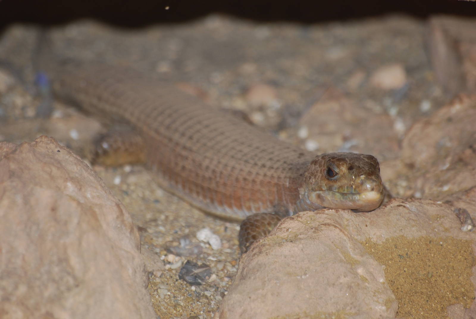 Sudan plated lizard