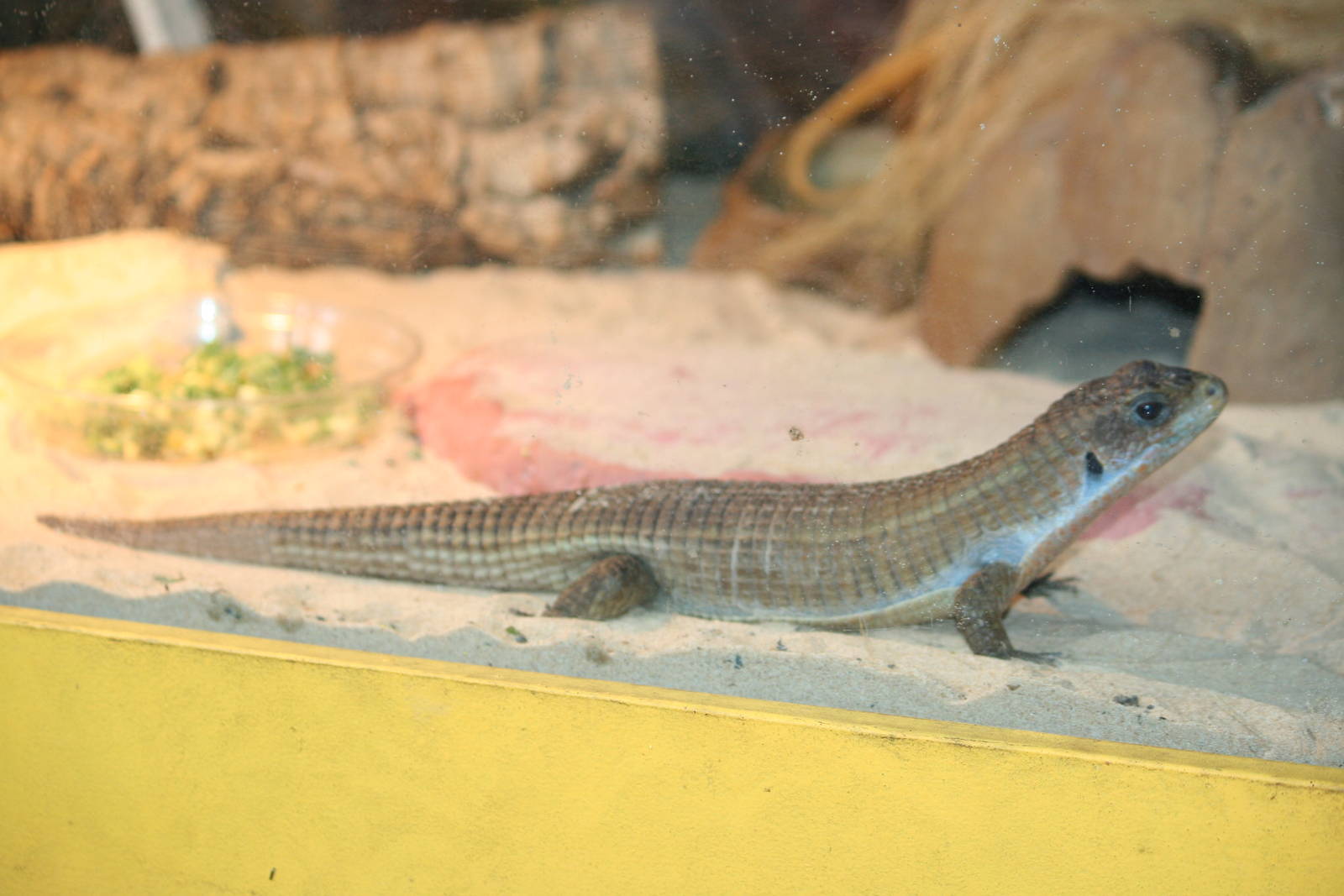 Sudan plated lizard?