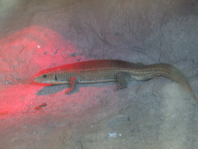 Sudan Plated Lizard