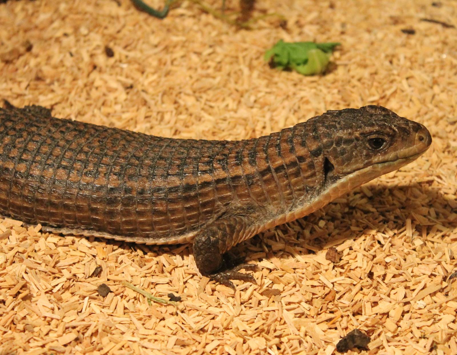 Sudan plated lizard