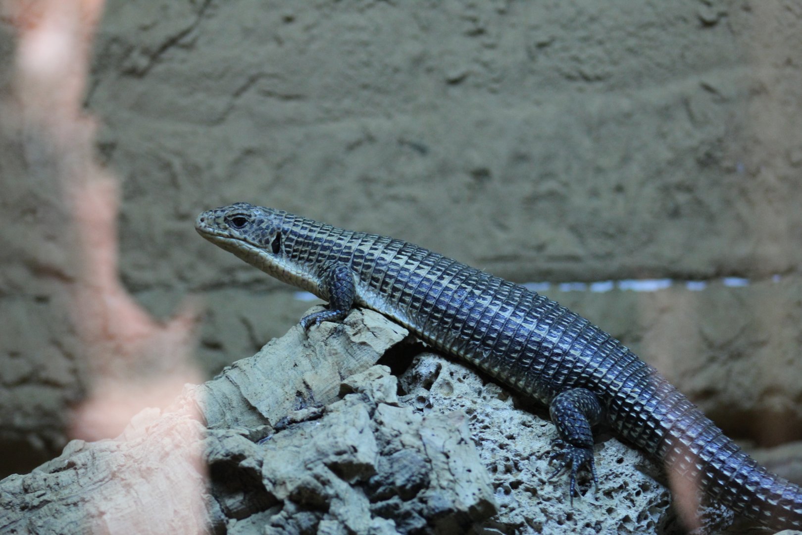 Sudan Plated Lizard