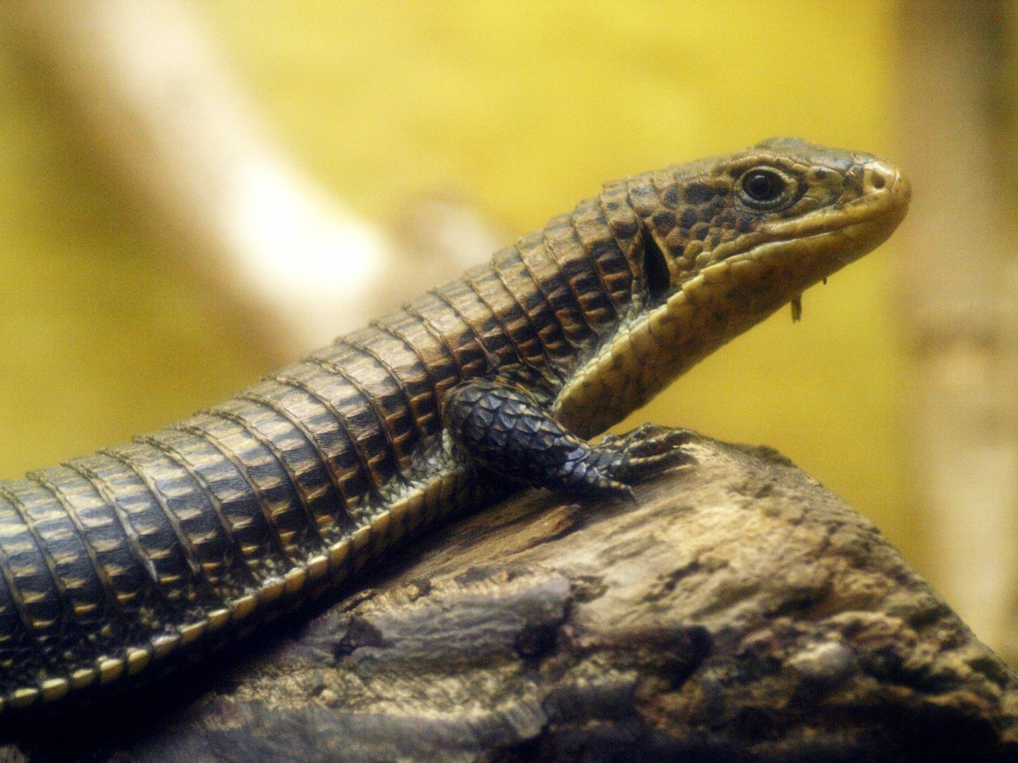 Sudan plated lizard