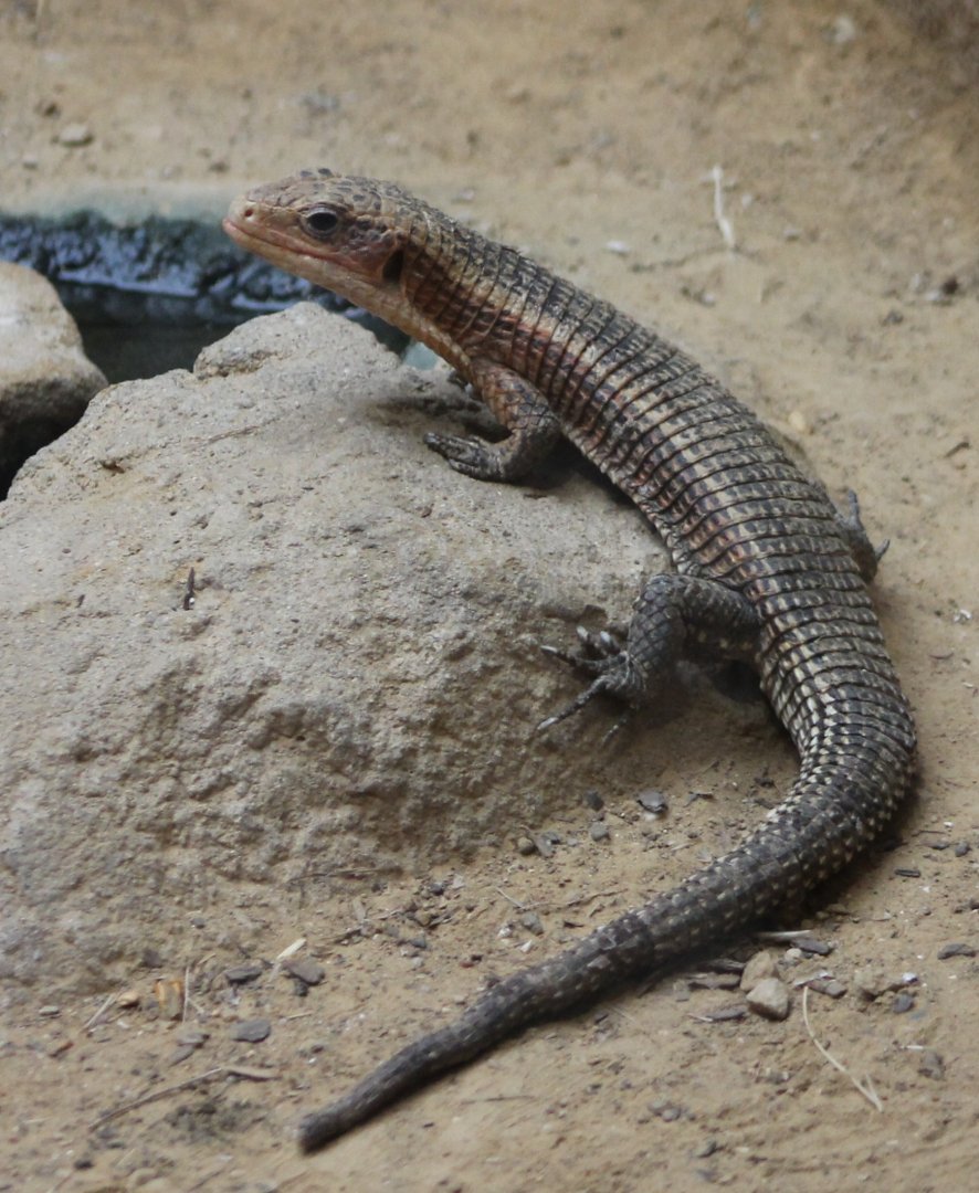 Sudan plated lizard