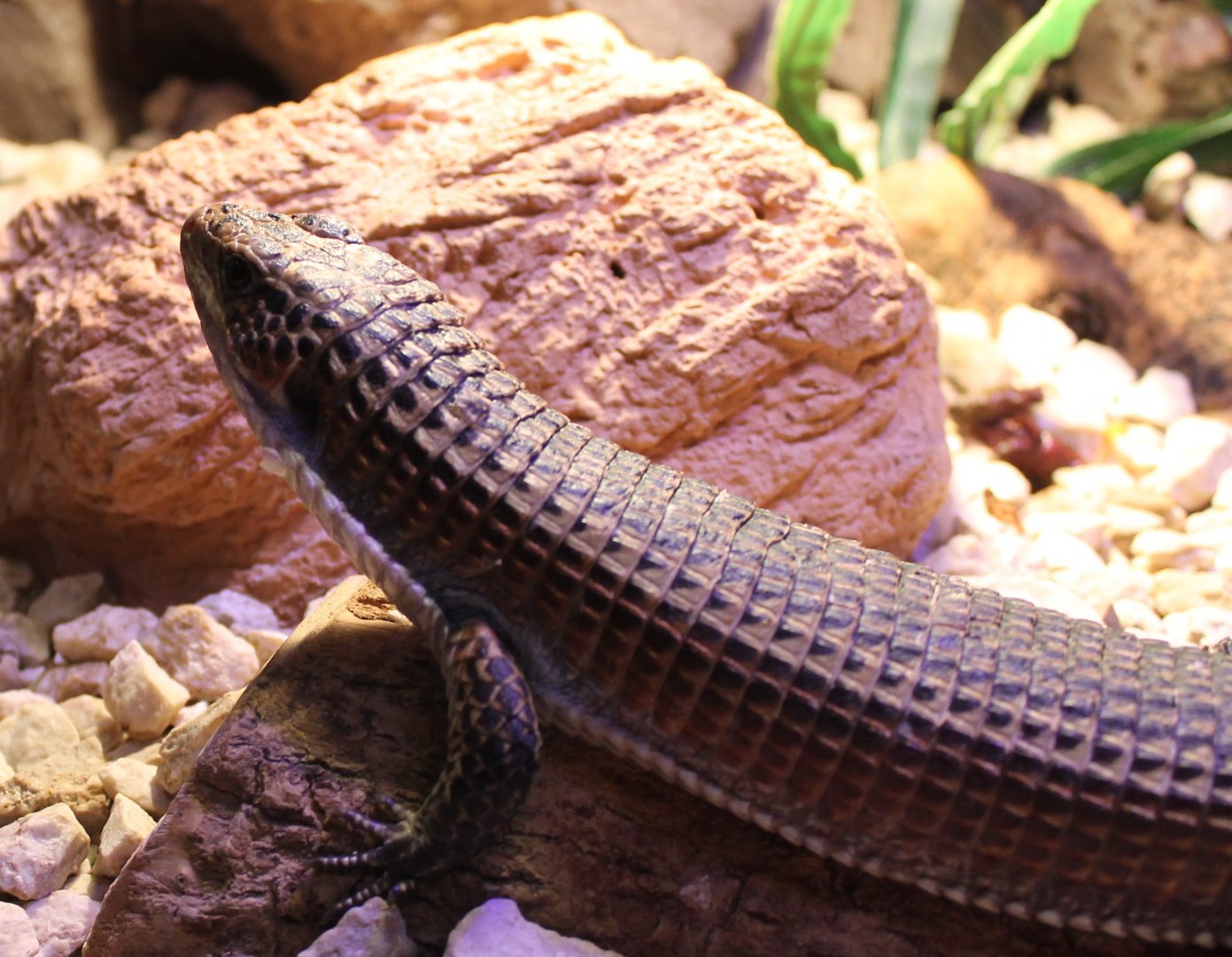 Sudan plated lizard