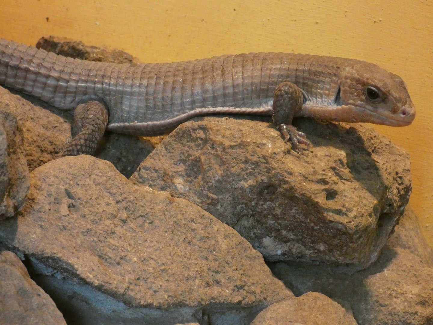 Sudan plated lizard