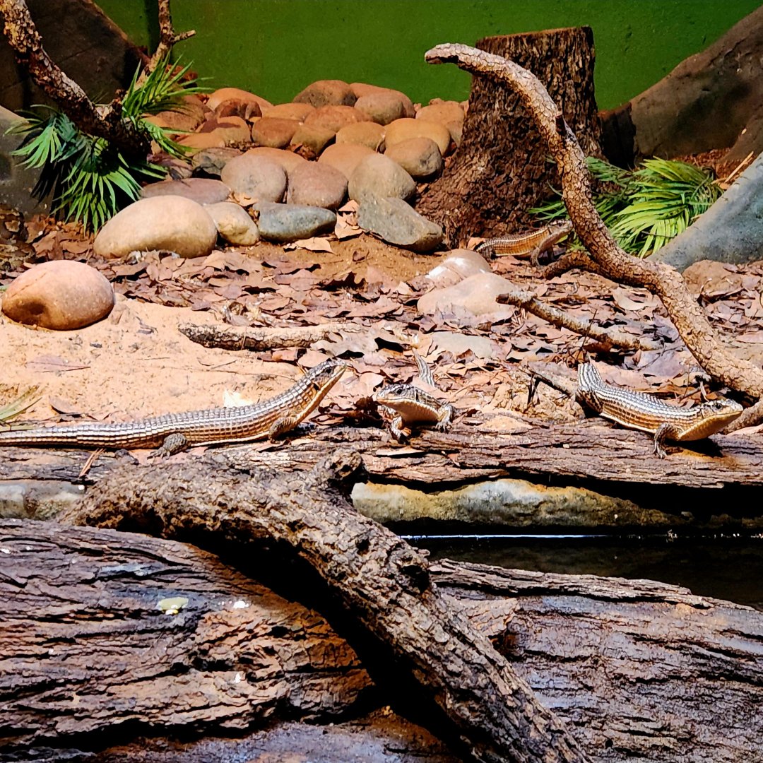 Sudan Plated Lizards (Broadleysaurus major)