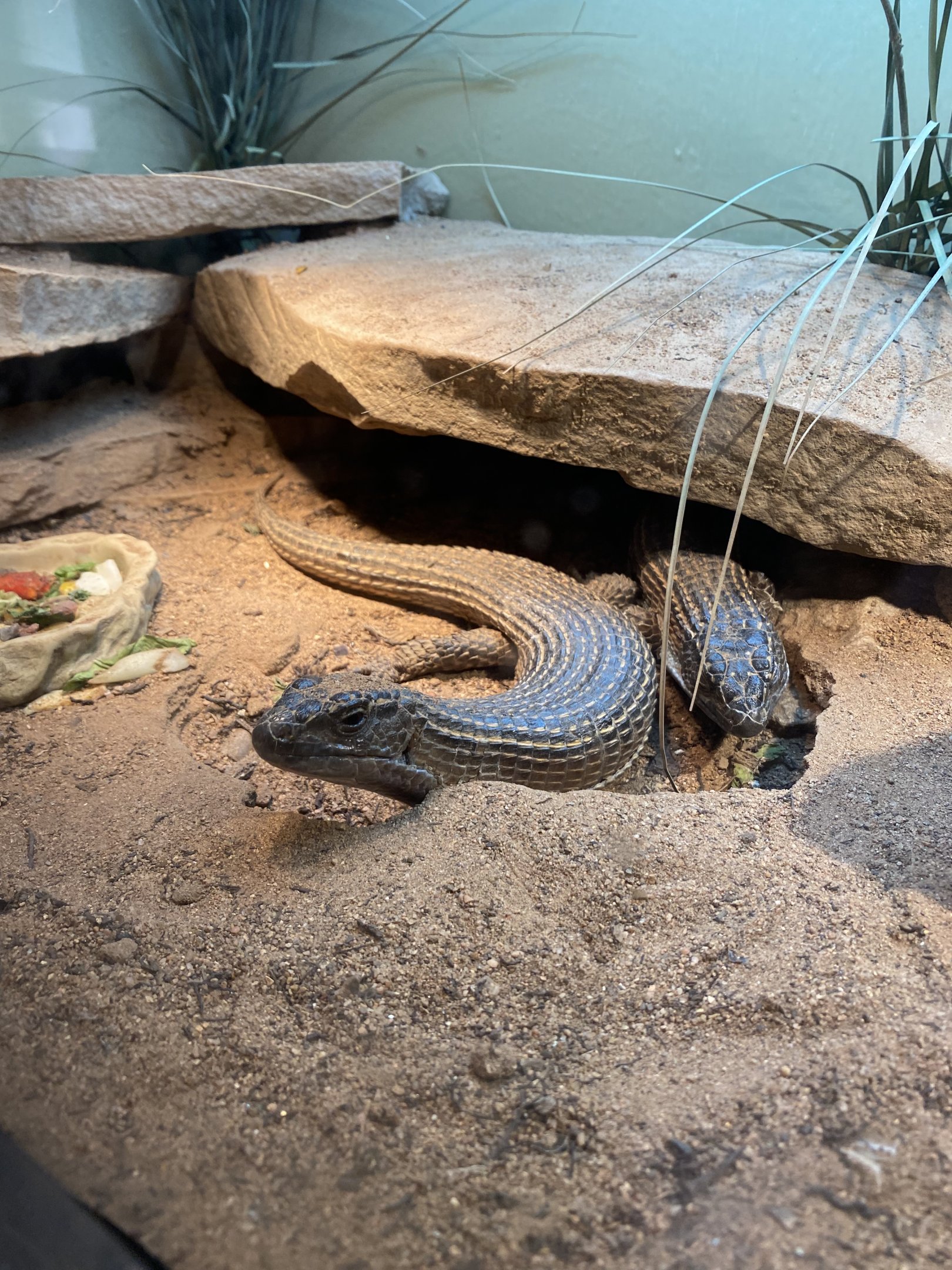 Sudan Plated Lizards