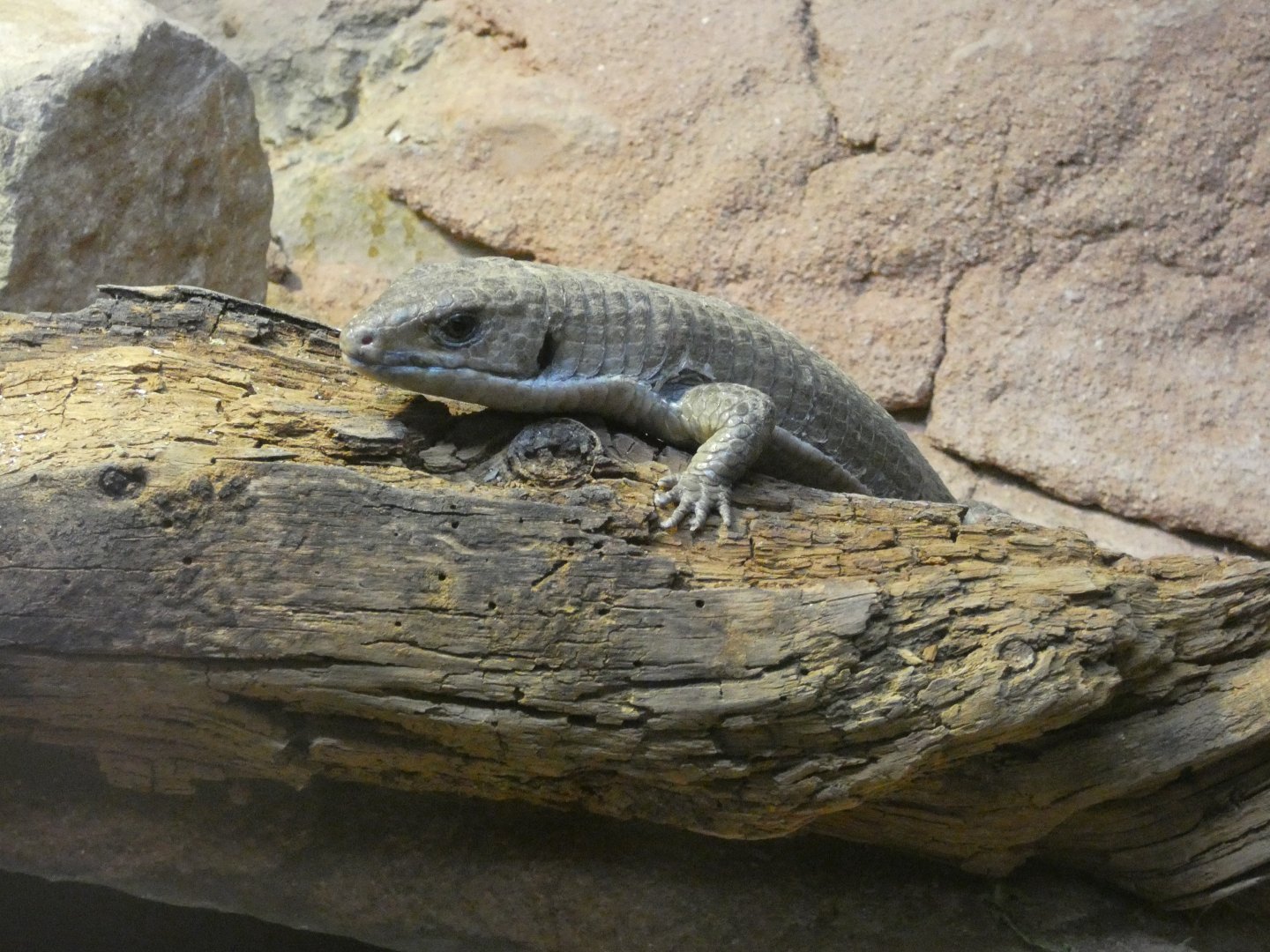 Sudan played lizard