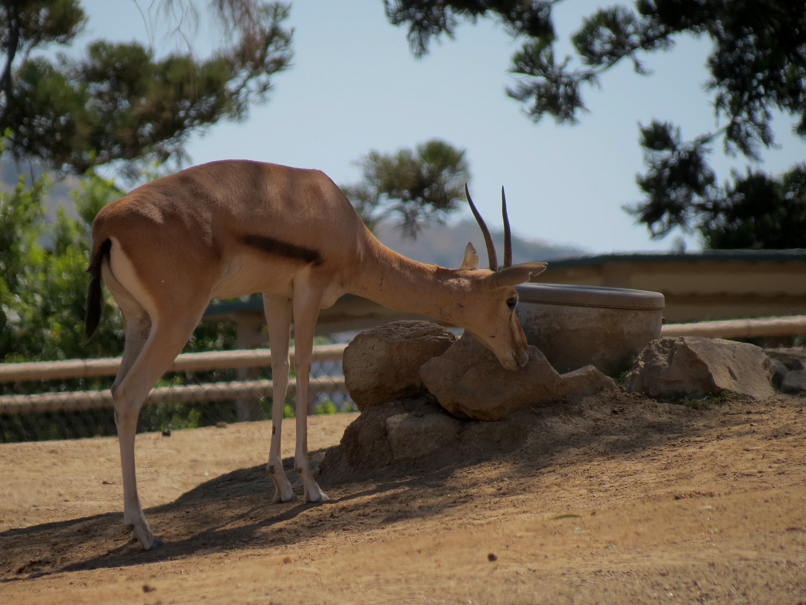 Sudan Red-fronted Gazelle