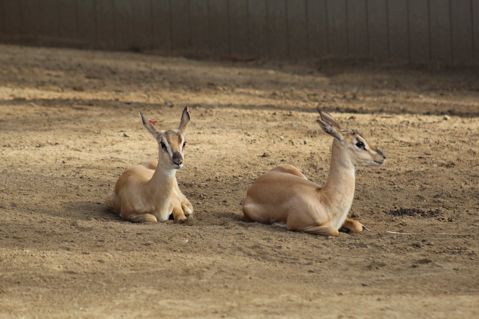 Sudan Soemmerring's Gazelle Fawns