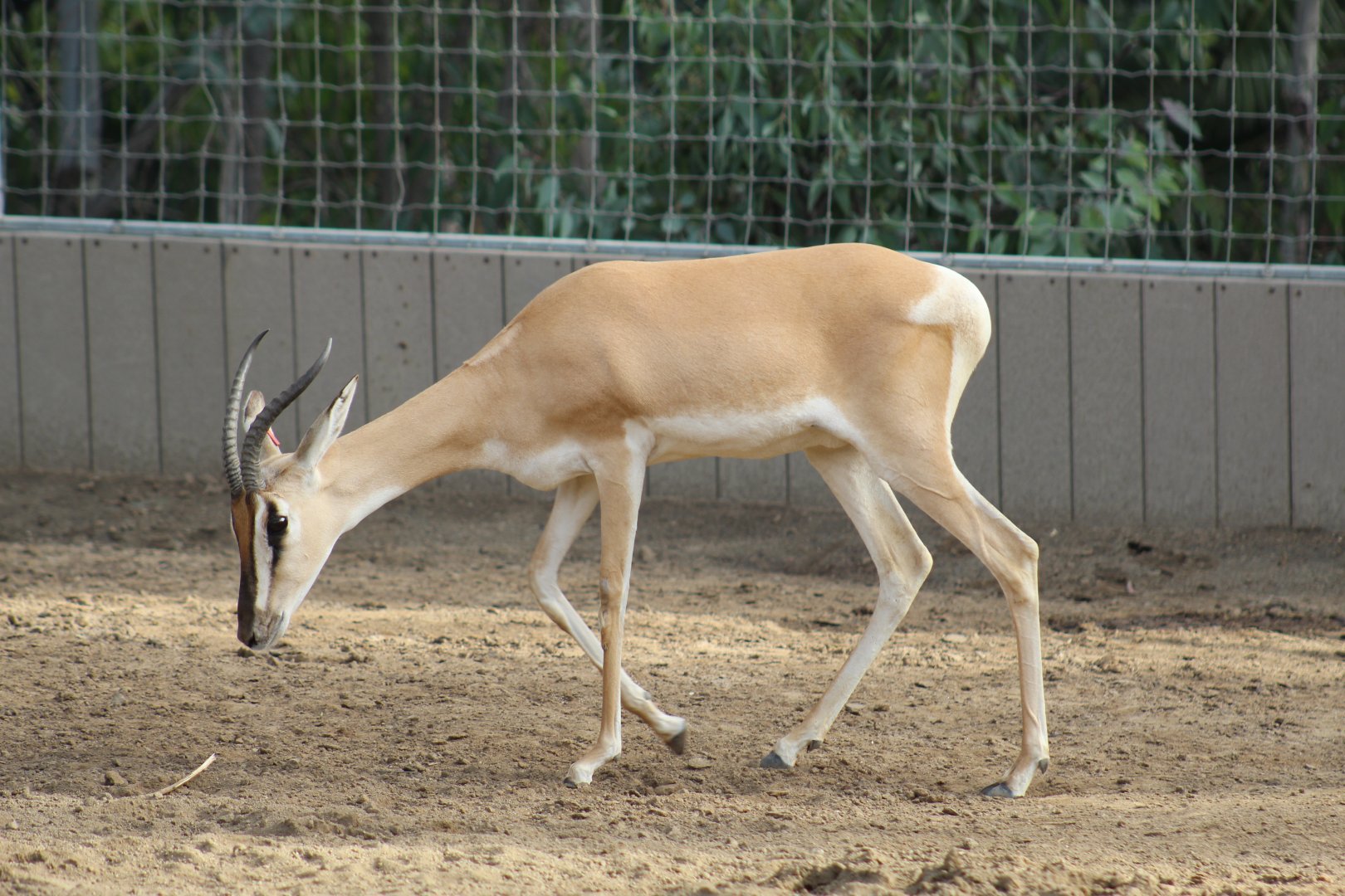 Sudan Soemmerring's Gazelle