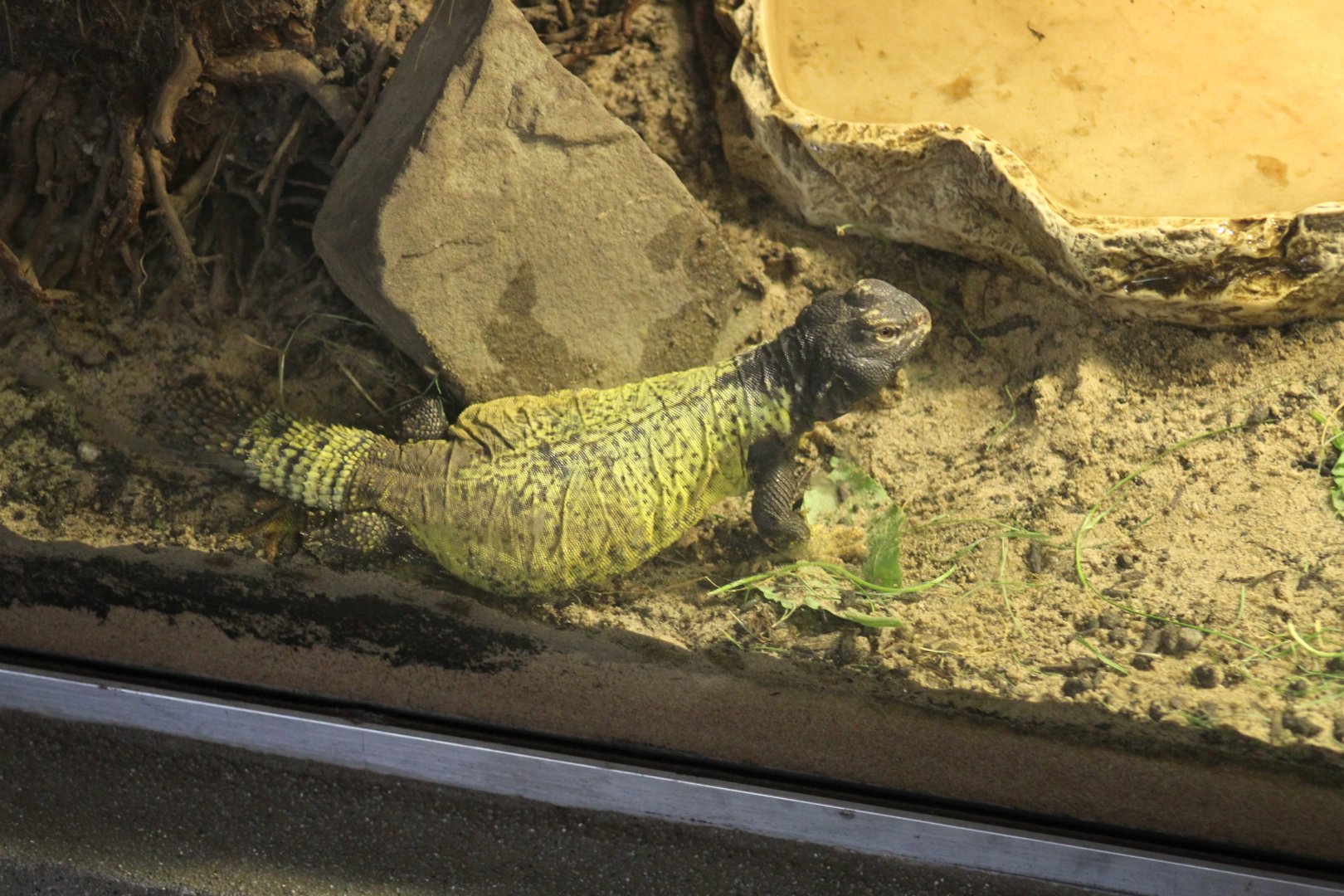 Sudan Spiny-Tailed Lizard