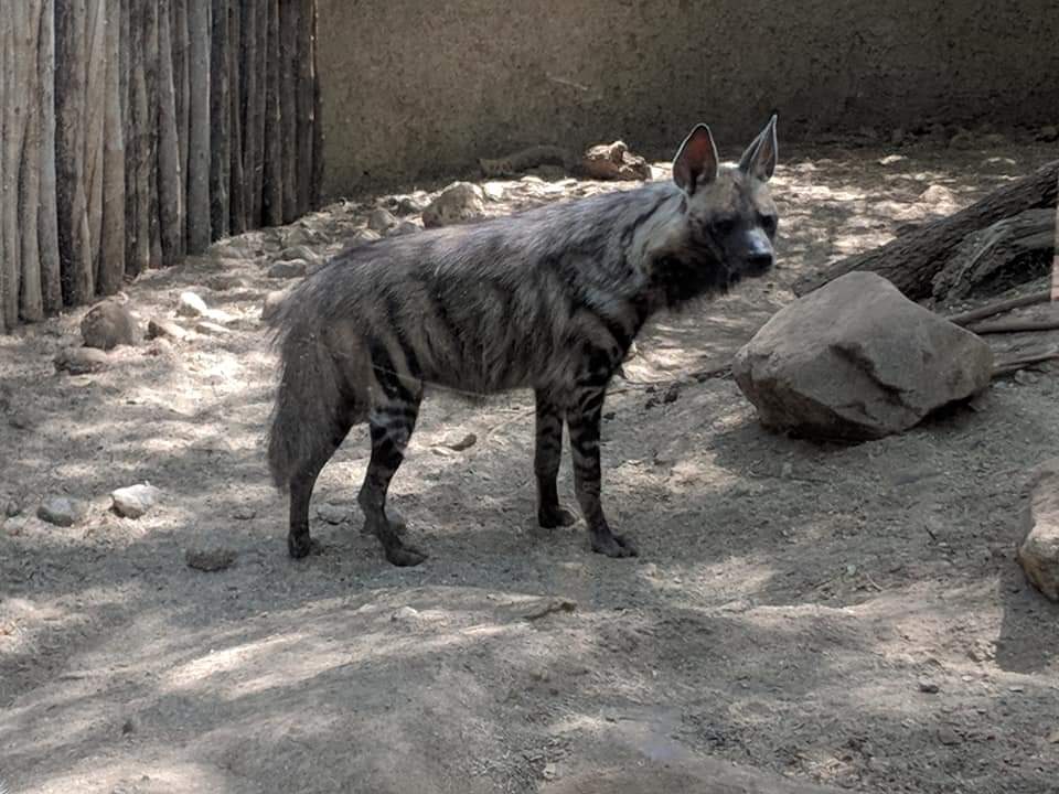 Sudan striped hyena (Hyaena hyaena dubbah)