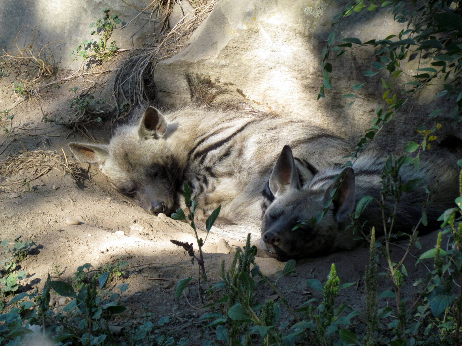 Sudan Striped Hyena