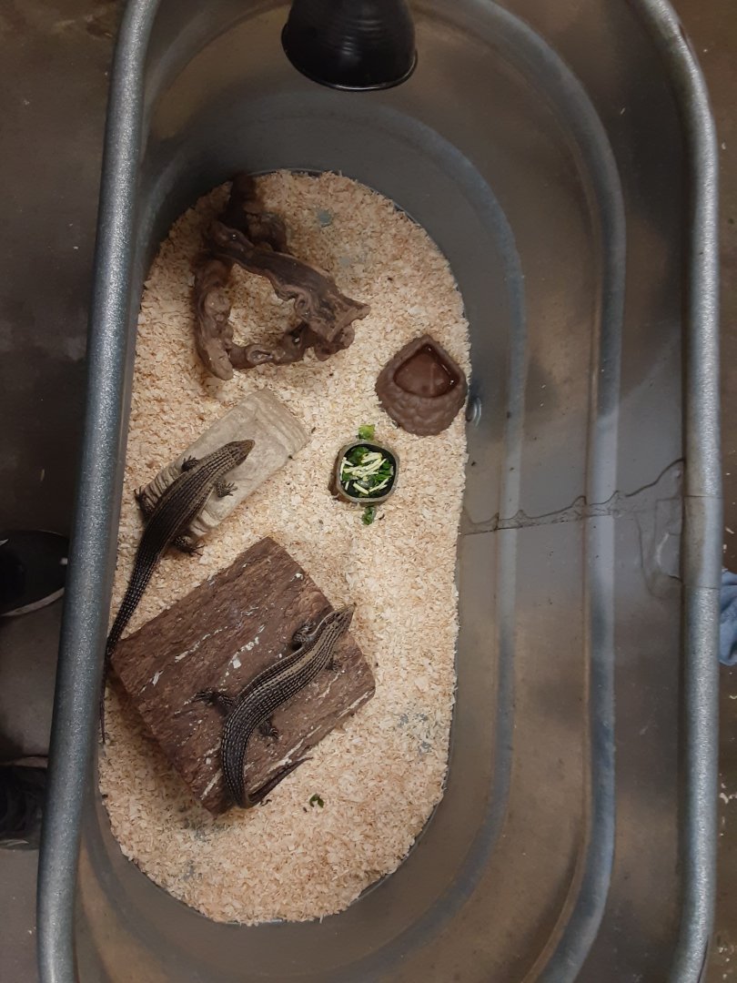 Sudanese Plated Lizard exhibit