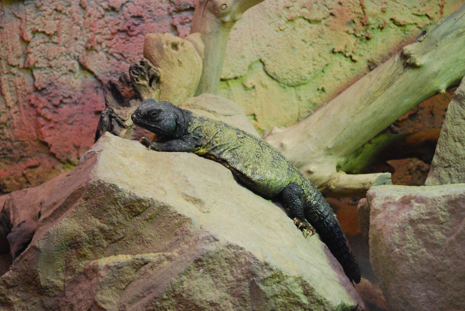 SUDANESE SPINEY TAILED LIZARD