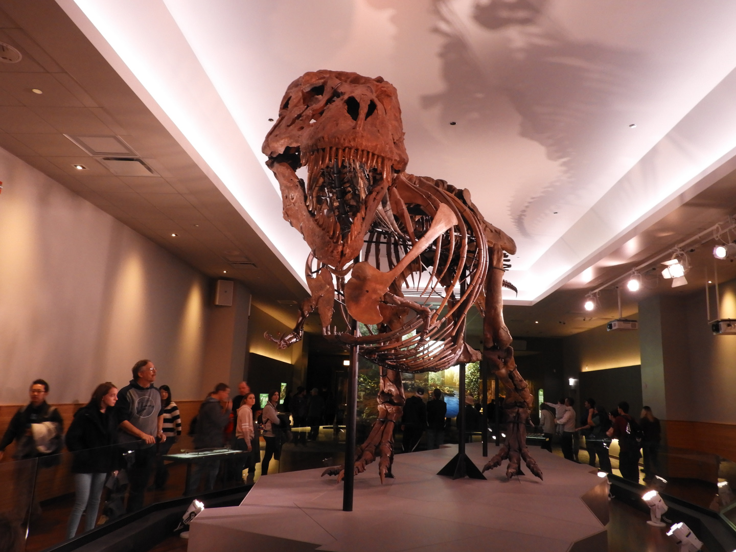 Sue in it's new exhibit